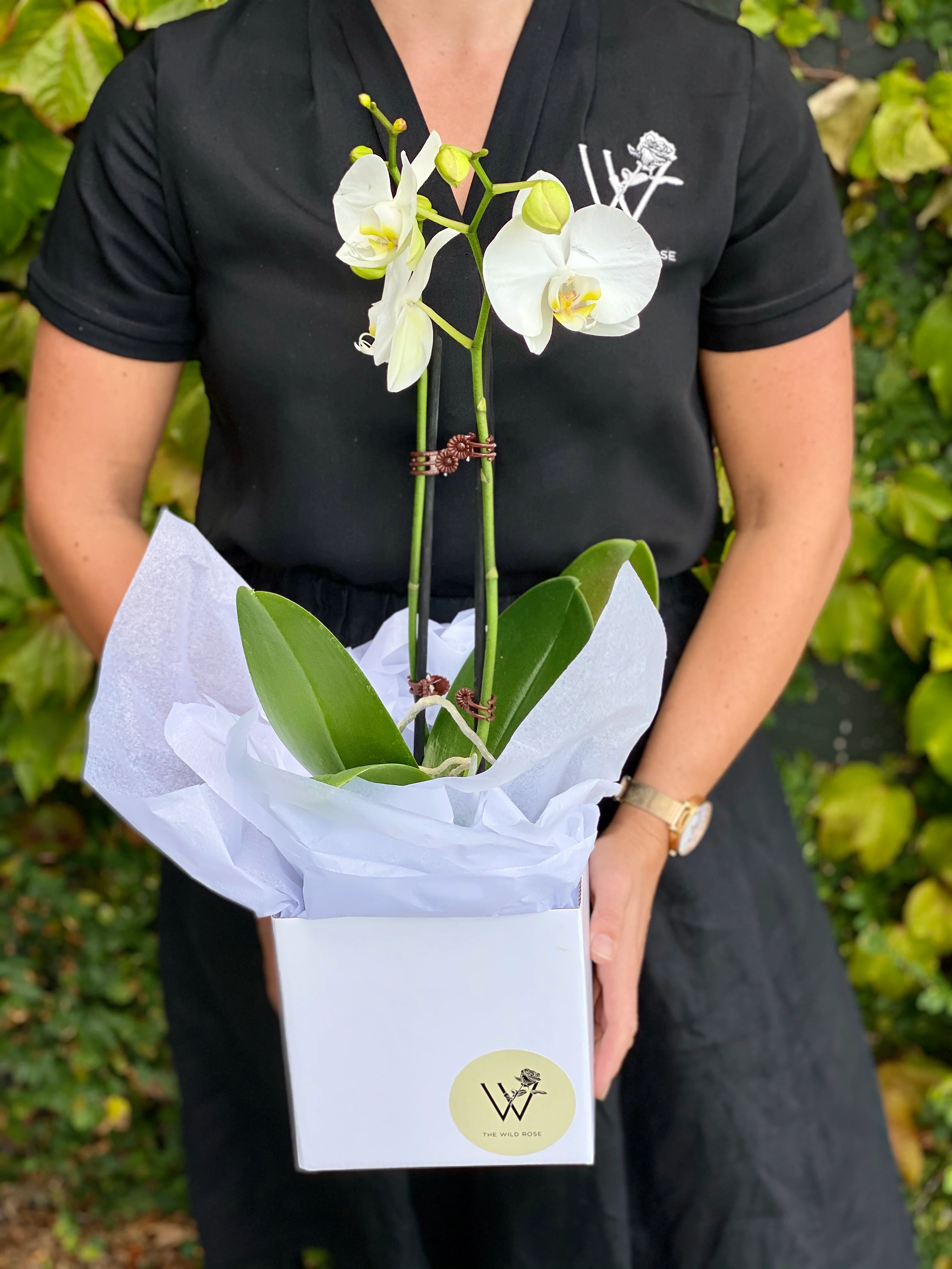 Double White Stem Orchid - Image 3